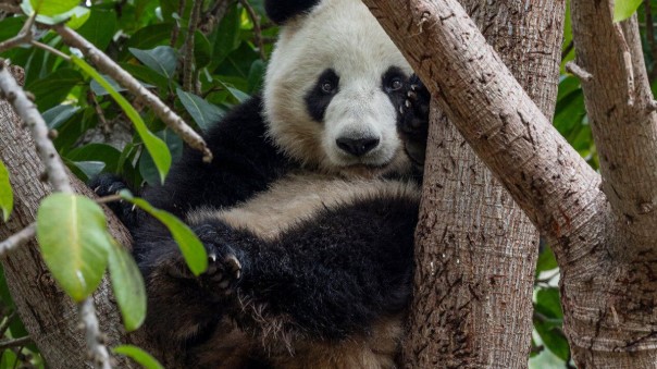 Families Help Celebrate California Panda Day